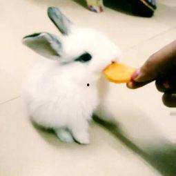 娱乐吃瓜小兔兔